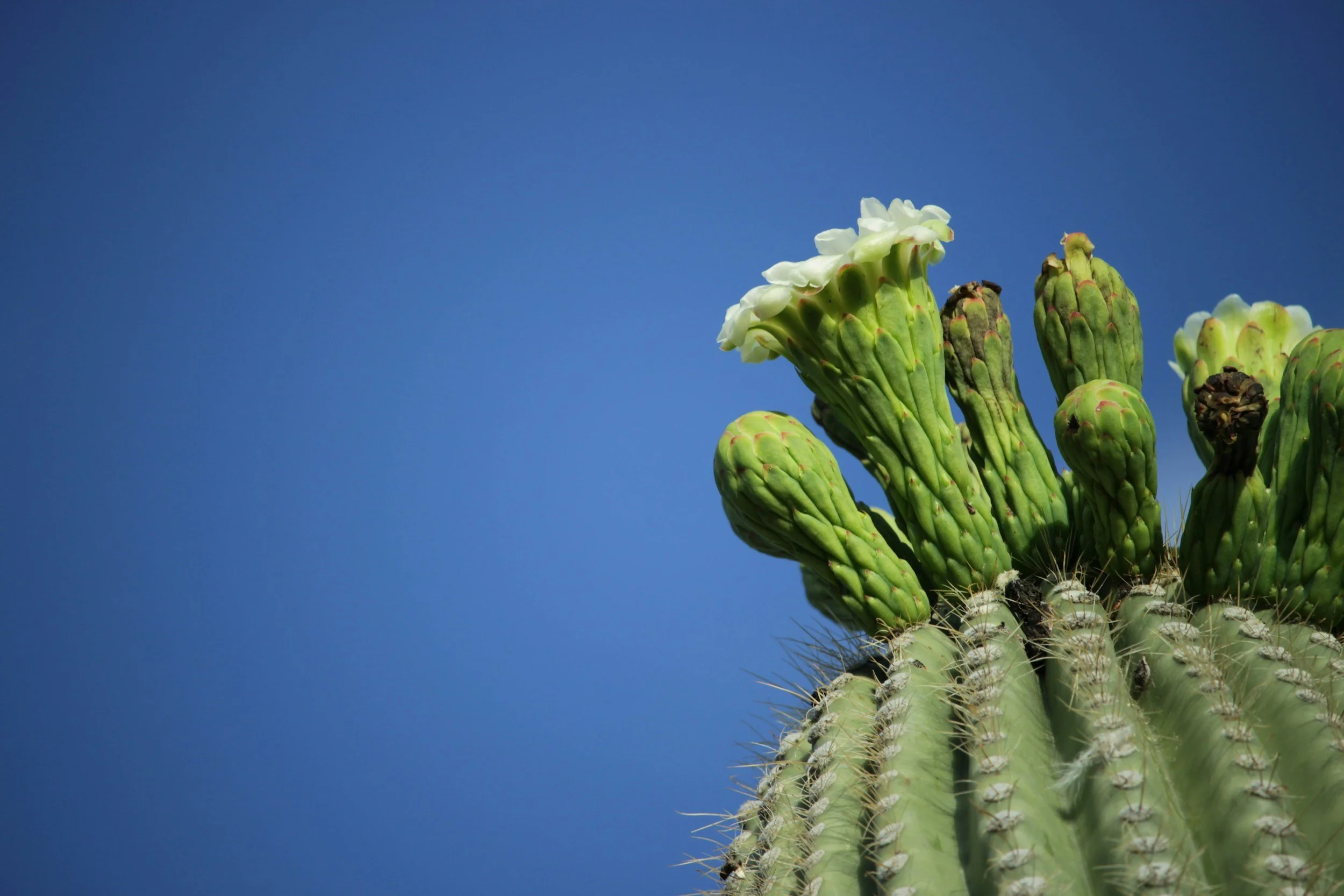 Building a Custom Home in Rio Verde, AZ: What to Know Before You Start
